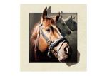 Stock Horse Image 5D Pictures Lenticular Photo Printing PET/PP Lenticular