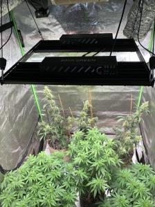 China Vertical Farming LM301H Samsung Horticulture LED Hydroponic Grow Lights 4x4 factory