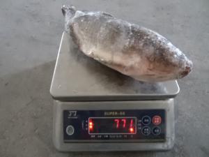 China Frozen Tilapia Gutted&amp; Scaled Size before glaze 750g up factory