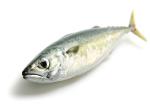 Frozen Seafood Pacific Makerel Fish