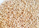 High Iron Calcium Organic Agricultural Products White Sesame Seeds 5% Moisture
