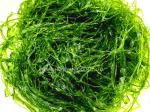 Organic 250g Marine Algae Prolifera Powder For Japanese Cuisine