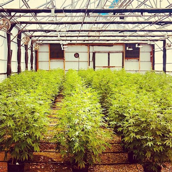 Agricultural Single Span 100% Shading 3 Layers Automatic Herb Growing Light