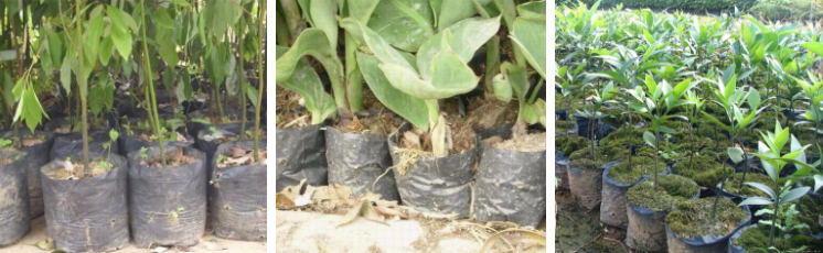 1 2 3 4 5 7 10 15 20 Gallon Tree Or Flower Planting Grow Bag