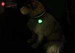 Dog LED Light Blinker Circular Light Attachable Silicon Safety Pendant Collars