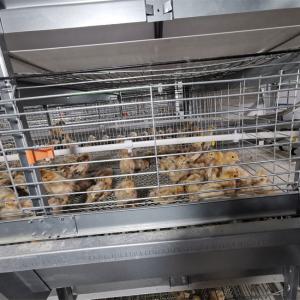 China One Day Old Chicken Cage Poultry Drinking System factory