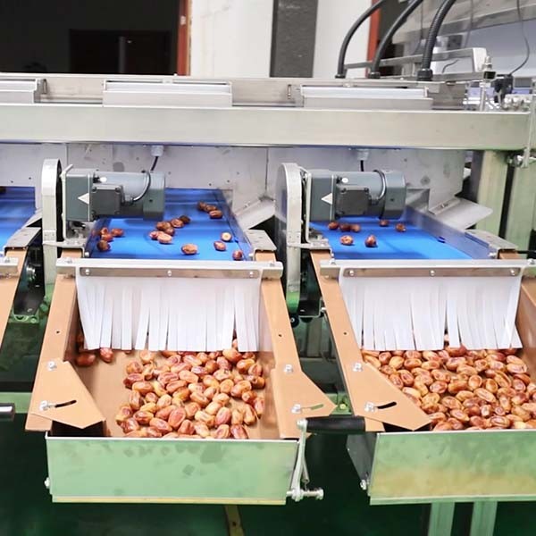 China Advanced Sorting Precision 2.0 Tons Capacity 8-Lane Palm Dates Sorting Machine with CE MD ISO9001 Certificates factory