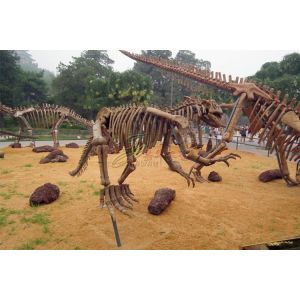 Attractive Complete Dinosaur Fossil Model , Fiberglass Dinosaur Fossil Replicas