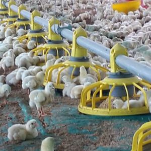 14 Grids 72mm Ground Broiler Chicken Shed Construction