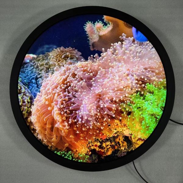 Quad-core Cortex-A53 Round Art Display Free Standing Digital Signage And