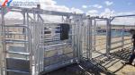 Modern Cattle Sheds Steel Structure Cow Barn And Cow Shed Customized