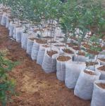 Non Woven Needle Punched Geotextile For Agricultural Packaging Traditional
