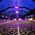 Anti UV PE Film Light Deprivation Greenhouse With Automatic Ventilation System