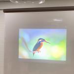 Dark Grey Self Adhesive Rear Projection Foil , Front Projection Film for Trade