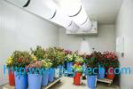 Flower cold storage installation