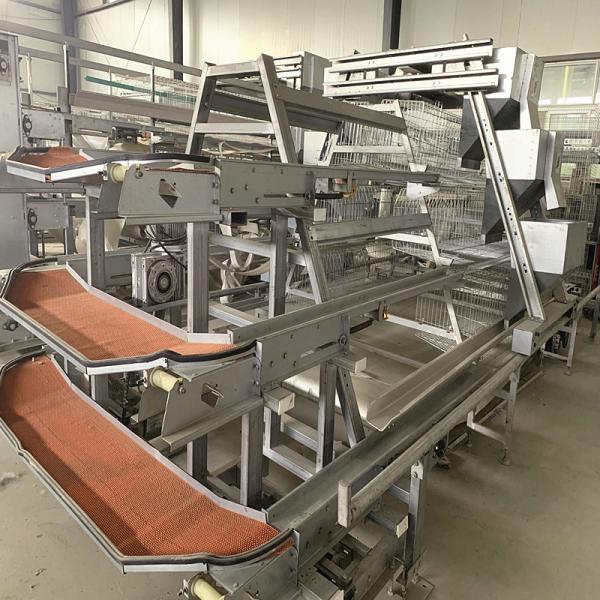 Wanxin Motor Automatic Chicken Egg Collector , 2mm HDG Layer Poultry Farming