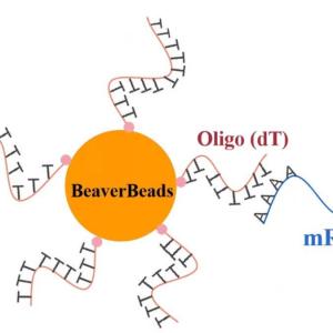 China 1mL 2.8 μm Oligo dT Magnetic Beads for DNA Library Construction Kit FDA factory