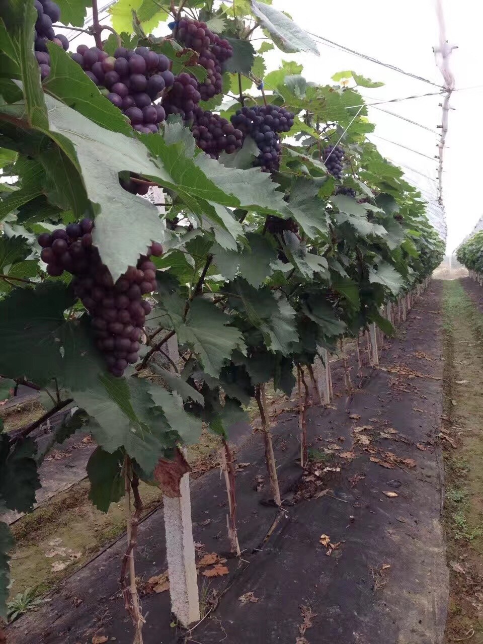Biodegradable Agricultural Non Woven Cover Weed Control For Greenhouse