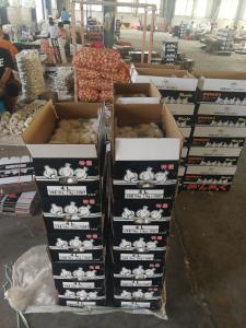 China China fresh garlic export to Japan by Pioneer garlic group;Pure white garlic.5.5-6.0CM factory