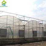 Large Clear Plastic Sheeting Greenhouse 4m-7.5m Height Galvanized Steel