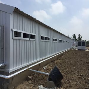 Poultry Farm Chicken House Light Prefabricated Steel Structure Building