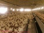 Poultry Breeder Farms Automatic Feeding Machine System Chain Disc Type Feed Pan