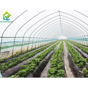 China Customized Poly Tunnel Greenhouses for Tomatoes Growing 10*30 Square Meters on sale