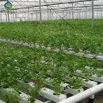 Agricultural Multispan Greenhouse Complete Hydroponic Nft Greenhouse