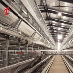 Auto Feeding Poultry Farming Cage System With Metal Feeder Troughs H Type Steel