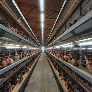 China Complete Hi Hope Layer Poultry Farm Equipment Hopper Feeding CE ISO9001 factory