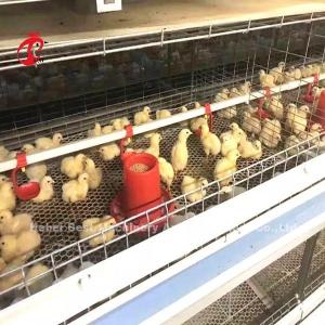 China 96 Birds A Type 1-12 Weeks Chick Brooder Cage In Chicken Farm Doris factory