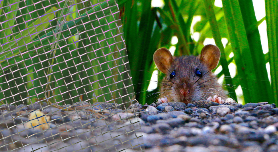 Copper Mesh Rodent Control Kit 100% Pure Copper Roll For Effective Pest And Rodent Prevention