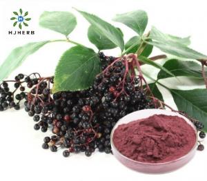China Black Elderberry Immune Support Elderberry Fruit Powder on sale