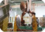 Industrial Assembly Line Robots For Inner Heads Placing Customized Color