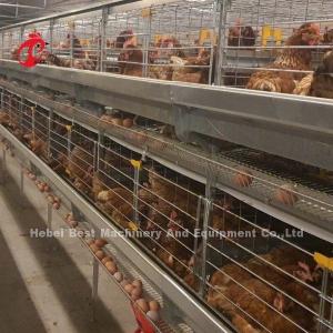 China Automatic Layer Egg Collection A Type Chicken Cage For Poultry Farm Rose factory
