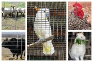China Welded Wire Mesh Roll Used In Animal Breeding factory