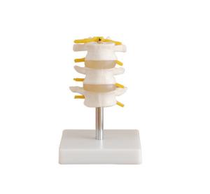China Lumbar Set 3 Pcs Anatomical Skeleton Full Size VIC-117 For Simulation Training factory