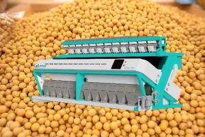 China High Yield Grain Soybean Sorting Machine 99.99% Accuracy factory