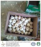 China fresh garlic export to Brazil By pioneer garlic group. 5.5-6.0cm loose