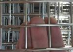 Galvanised 3mm Wire Diameter 2x3cm Hole Welded Wire Panels