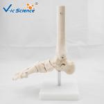 PVC Foot Joint Anatomical Skeleton Educational Model Life Size VIC-113