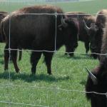 heavy duty fixed knot woven wire field game fence/ Galvanized Sheep Farm Fence