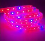 24v 12v Dc Led Flexible Strip Lights Rgbw Ip20 14.4w 5 Meters In One Roll
