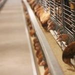 Hot Dipped Galvanized Wire Chicken Cages , Commercial Chicken Processing