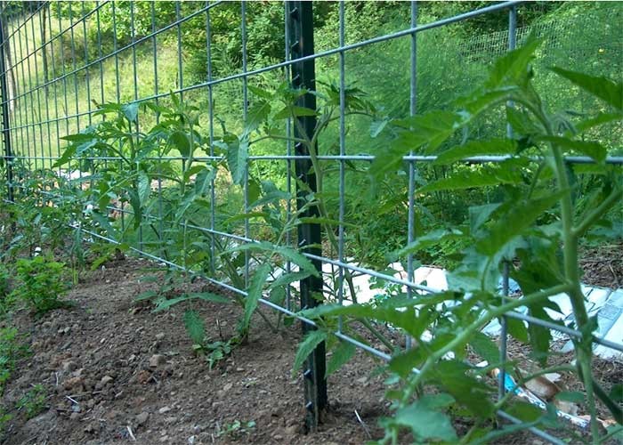 5-8 Ft Galvanized Fence Studded T Post For Farm
