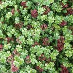 Outdoor Boxwood Artificial Green Walls Greenery Foliage Panels 4x25
