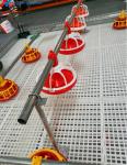 A Type H Type Battery Cage Automatic Feeding System For Broiler Poultry Farming