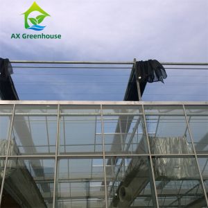 Commercial Multispan Large Venlo Glass Greenhouse Hot Galvanized Steel Frame