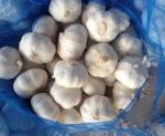CHINESE GARLIC ARE EXPORTED TO DOMINICAN MARKET