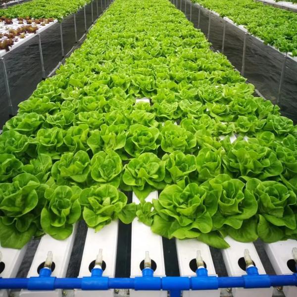 Soilless Indoor Farming Strawberry Growing PVC Tube For Hydroponics NFT System